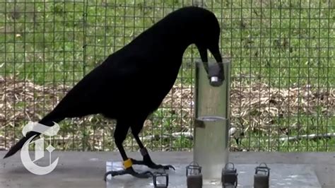 Are crows smart?