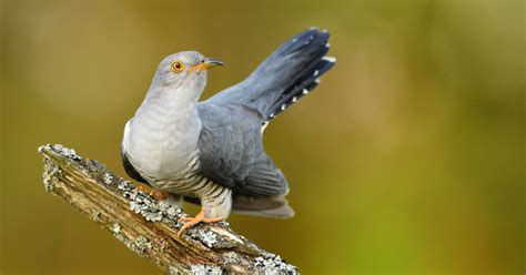 Are cuckoos useful?