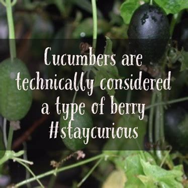 Are cucumbers technically a berry?