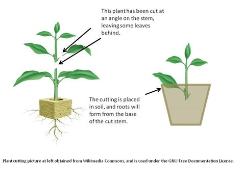 Are cuttings better than seeds?