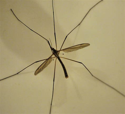 Are daddy long legs attracted to light?