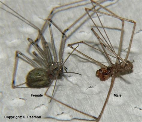 Are daddy long legs male or female?