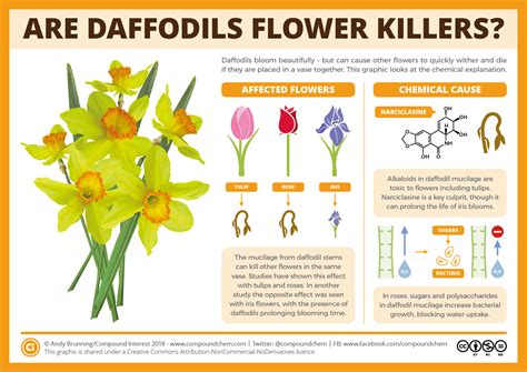 Are daffodils poisonous?