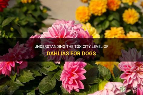 Are dahlias poisonous to dogs?