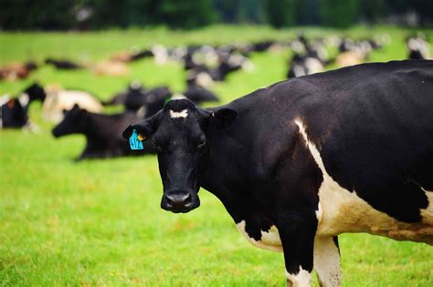 Are dairy cows always pregnant?