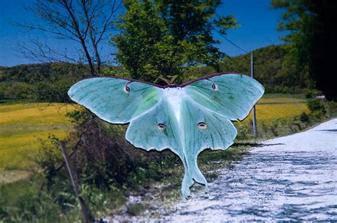 Are dark moths rare?