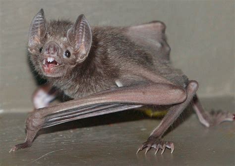 Are dead bats toxic?
