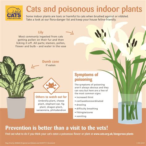 Are dead flowers still toxic to cats?