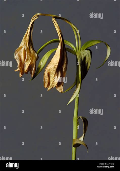 Are dead lilies still toxic?