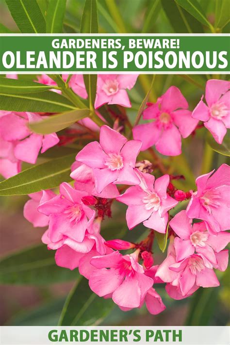 Are dead oleander leaves still poisonous?