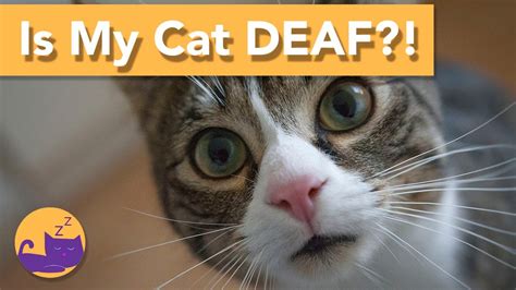 Are deaf cats happy?