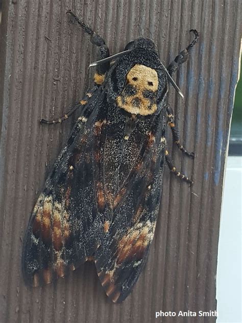 Are death moths rare?