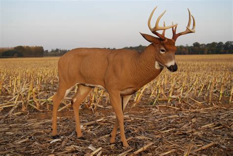 Are deer decoys legal in Indiana?