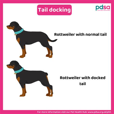 Are docked tails genetic?