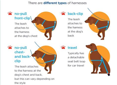 Are dog harnesses safer than collars?