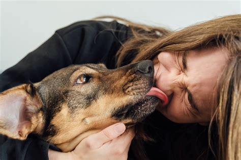 Are dog licks good?