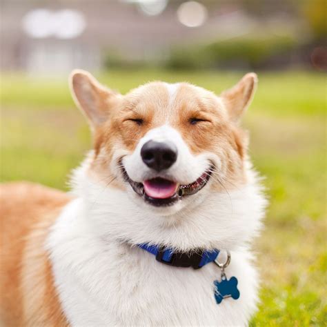 Are dogs actually happy when they smile?