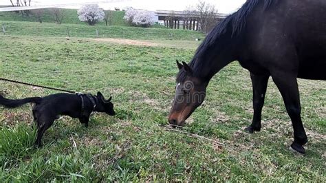 Are dogs afraid of horses?