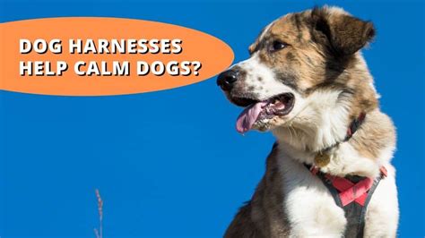 Are dogs calmer with harness?