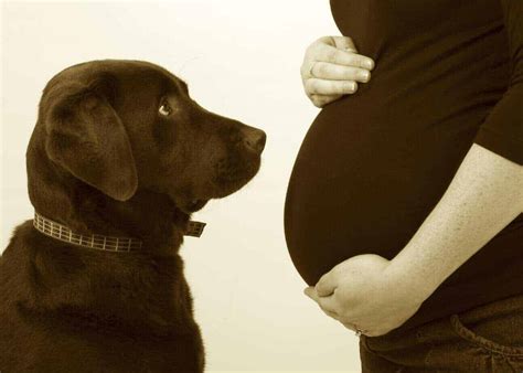 Are dogs clingy when owner is pregnant?