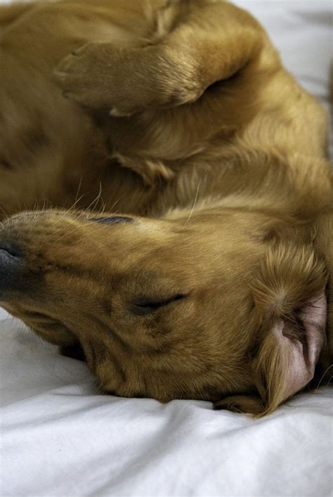 Are dogs dreaming when they run in their sleep?