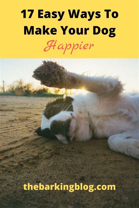 Are dogs happier alone?