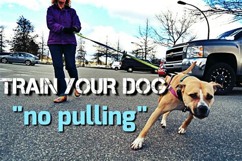 Are dogs happier off leash?