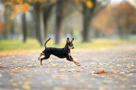 Are dogs happier off-leash?