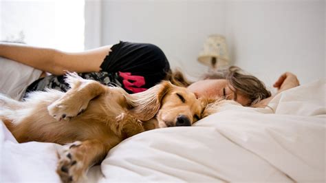 Are dogs happier sleeping with their owners?
