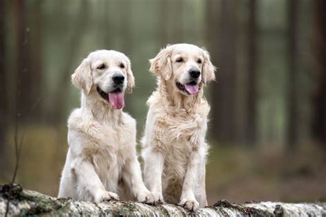 Are dogs happier with second dog?
