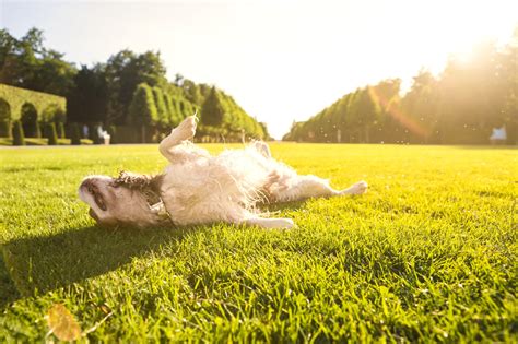 Are dogs happy lying around all day?