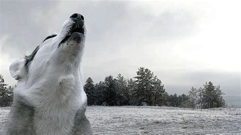 Are dogs happy when they howl?