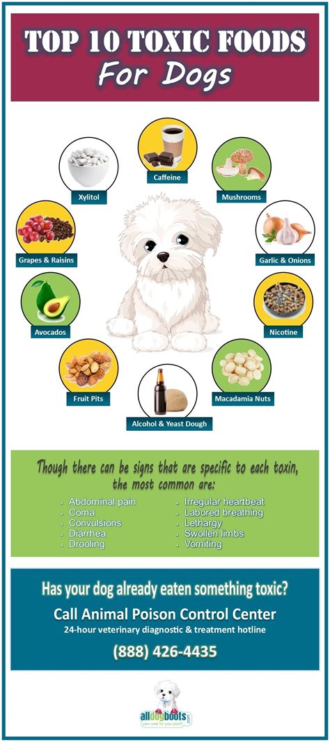 Are dogs immune to food poisoning?