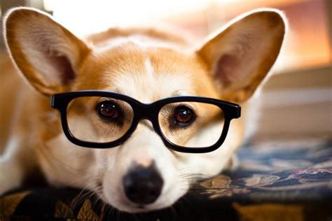 Are dogs intelligent?