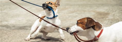 Are dogs more aggressive on a leash?