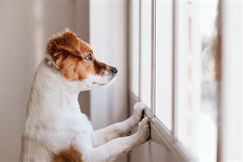 Are dogs okay alone for 10 hours?