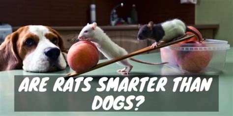 Are dogs or rats smarter?