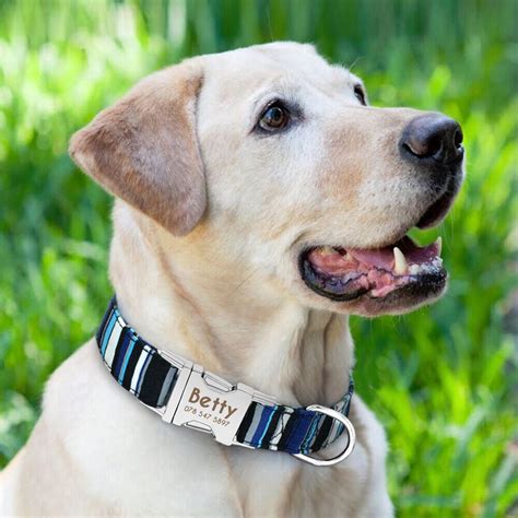 Are dogs proud of their collars?