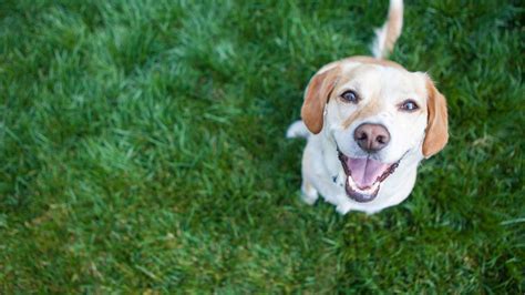 Are dogs really happy to see you?
