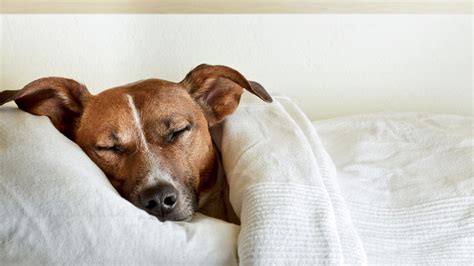 Are dogs sad if they sleep all day?