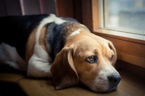 Are dogs sad when you leave them home alone?