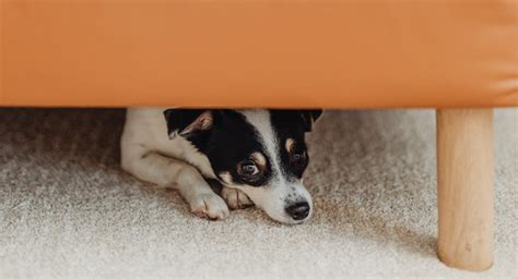 Are dogs scared when they are put to sleep?