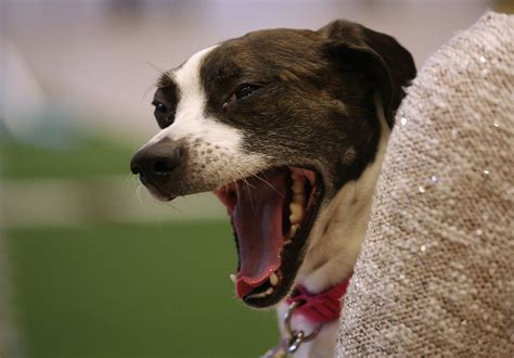 Are dogs sensitive to yelling?