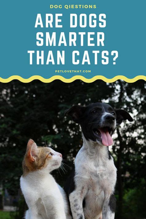 Are dogs smarter than cats?