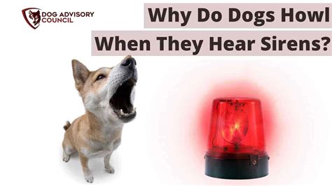 Are dogs talking when they howl?