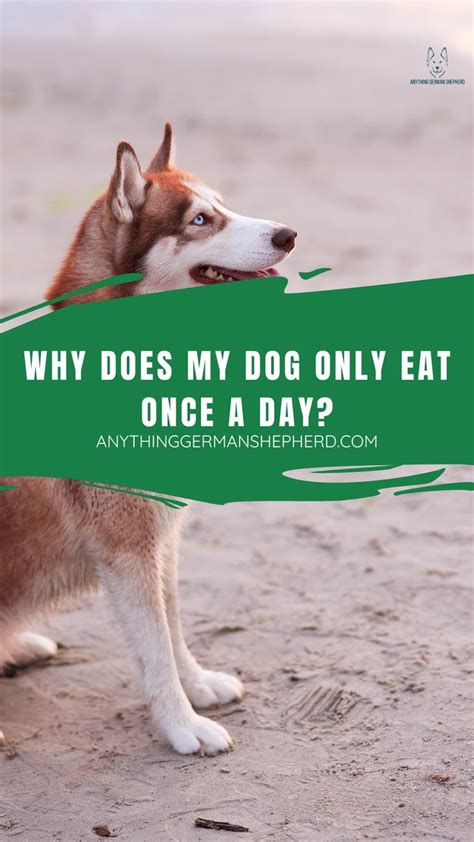 Are dogs that eat once a day healthier?