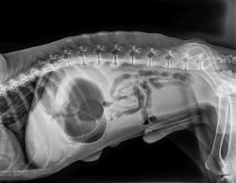 Are dogs with GDV in pain?