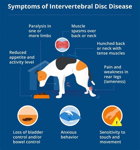 Are dogs with IVDD always in pain?