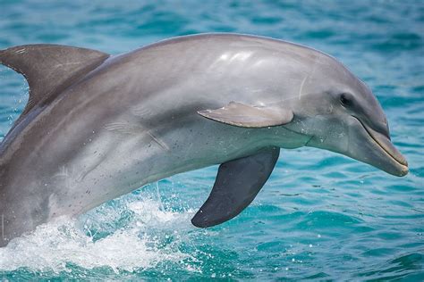Are dolphins flirty?
