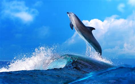 Are dolphins fun loving?